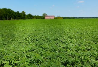 Growing Hemp on the Homestead